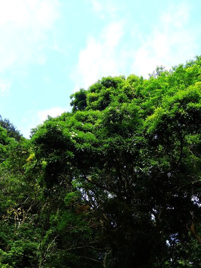 Reevesia thyrsoidea, photographed by 葉子