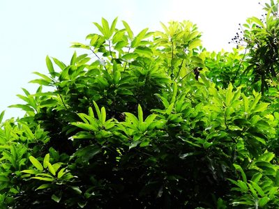 Reevesia thyrsoidea, photographed by 葉子