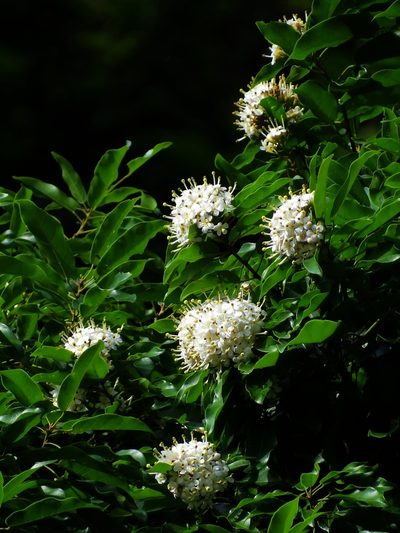 Reevesia thyrsoidea, photographed by 葉子