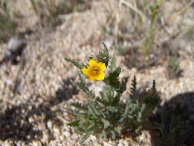 Mentzelia veatchiana, photographed by Gordon C. Snelling