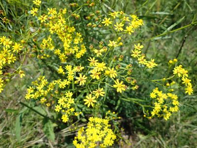 Senecio polyanthemoides, photographed by Peter Warren