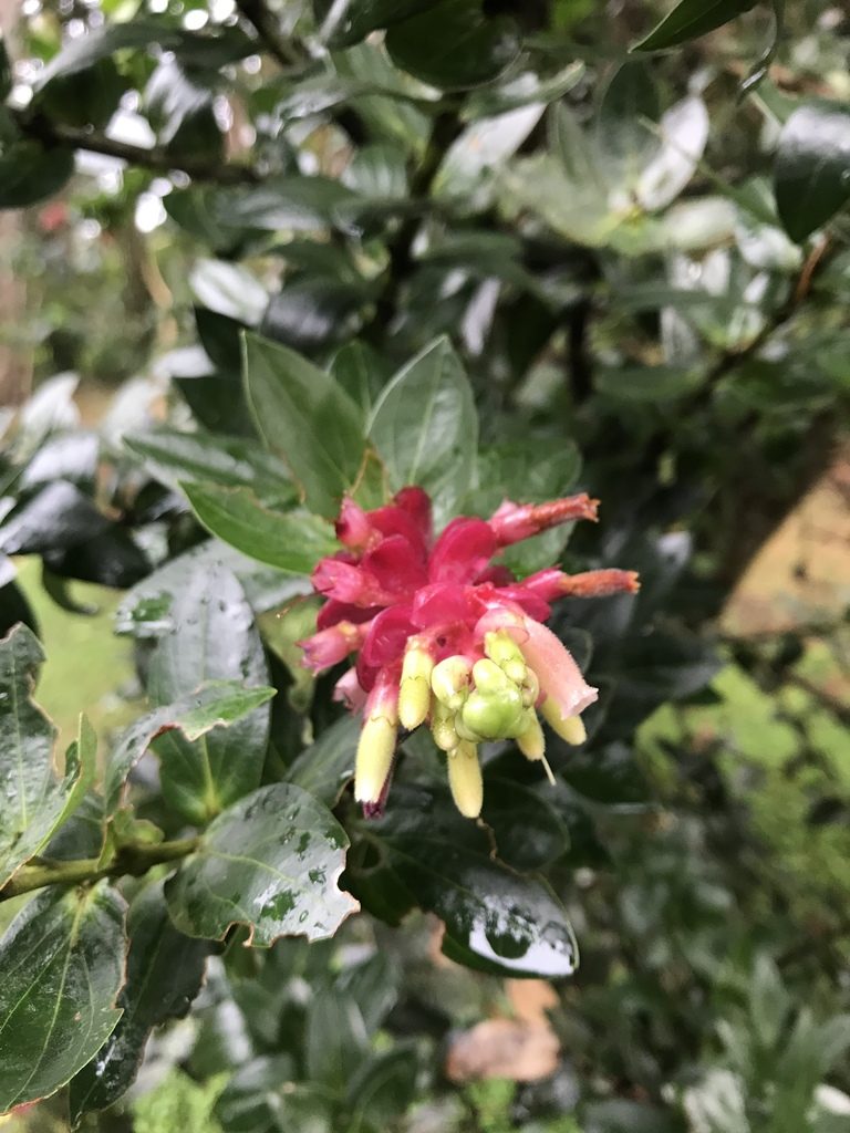 Cavendishia quercina, photographed by ldgc