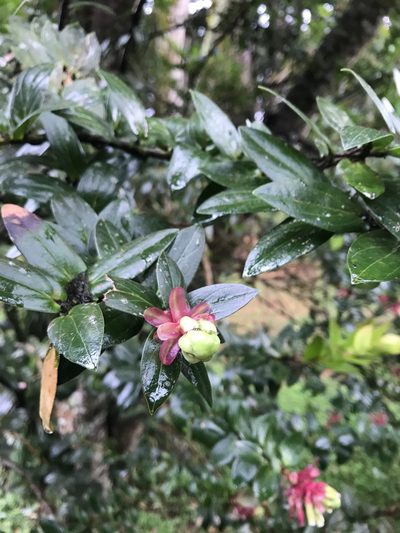 Cavendishia quercina, photographed by ldgc