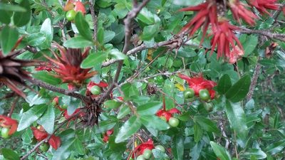 Ochna natalitia, photographed by grabbarg