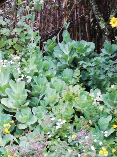 Kalanchoe marmorata, photographed by Sandino Guerrero
