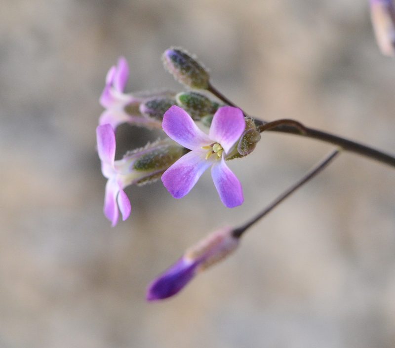 Boechera xylopoda, photographed by Don Loarie