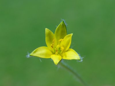 Hypoxis aurea, photographed by 葉子