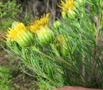 Pteronia camphorata, photographed by linkie