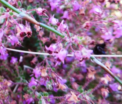 Erica thimifolia, photographed by linkie
