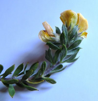 Aspalathus cytisoides, photographed by linkie