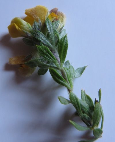 Aspalathus cytisoides, photographed by linkie