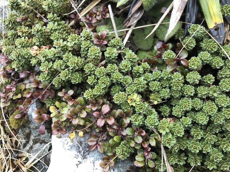 Forstera purpurata, photographed by Pieter Pelser