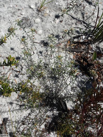 Stoebe laxifolia, photographed by Chris Vynbos