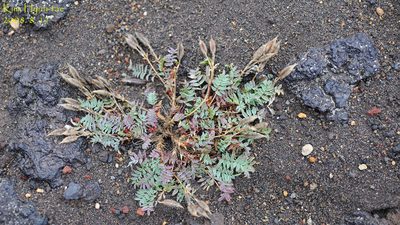 Oxytropis revoluta, photographed by Kim, Hyun-tae