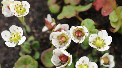Micranthes merkii, photographed by Kim, Hyun-tae