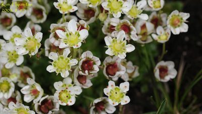 Micranthes merkii, photographed by Kim, Hyun-tae