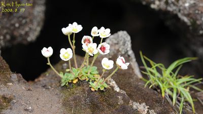 Micranthes merkii, photographed by Kim, Hyun-tae