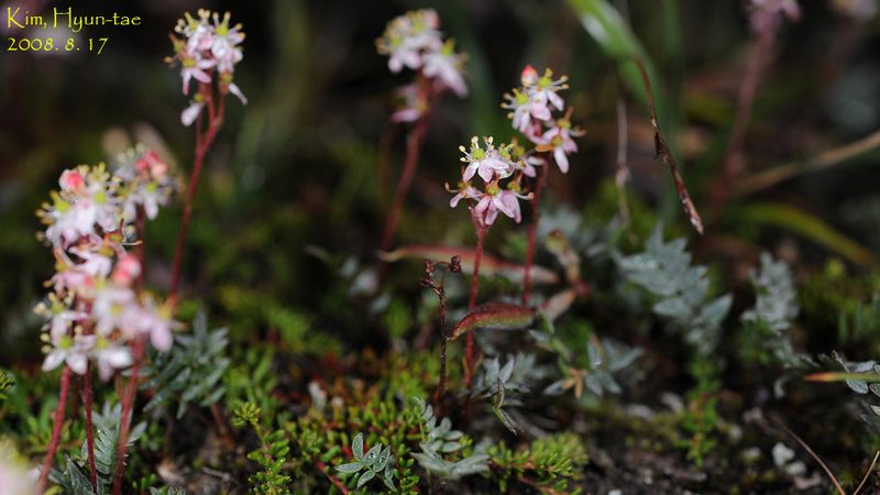 Bryanthus musciformis, photographed by Kim, Hyun-tae