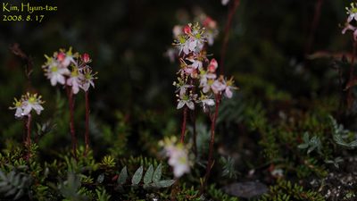 Bryanthus musciformis, photographed by Kim, Hyun-tae