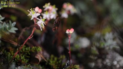 Bryanthus musciformis, photographed by Kim, Hyun-tae