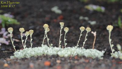 Artemisia glomerata, photographed by Kim, Hyun-tae