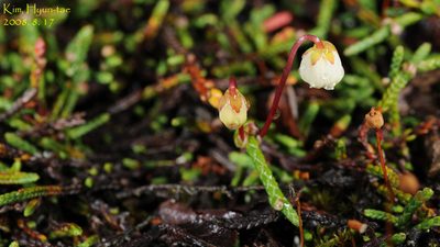 Cassiope lycopodioides, photographed by Kim, Hyun-tae
