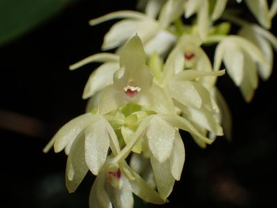 Pinalia ovata, photographed by 葉子