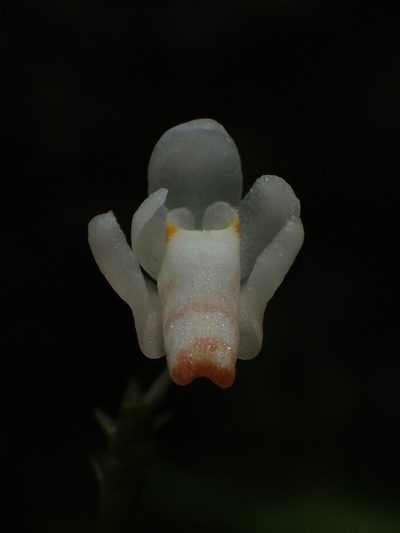 Thrixspermum formosanum, photographed by 葉子