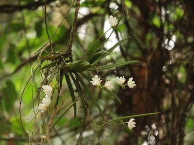 Thrixspermum formosanum, photographed by 葉子