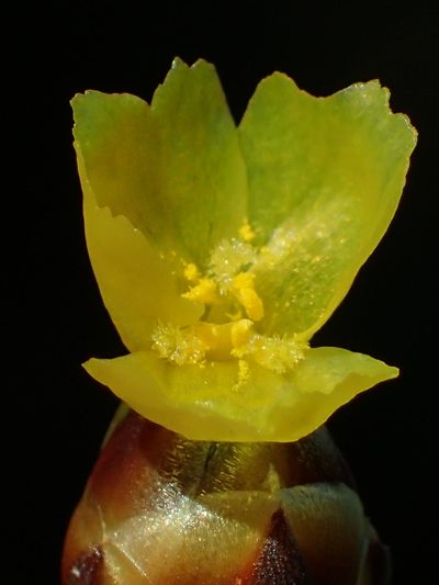 Xyris formosana, photographed by 葉子