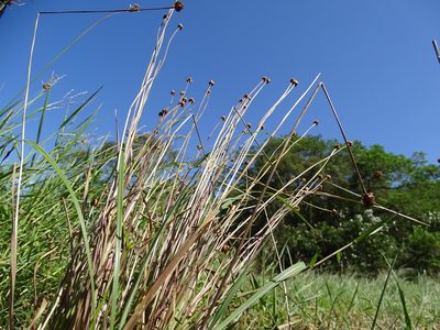 Xyris formosana, photographed by 葉子