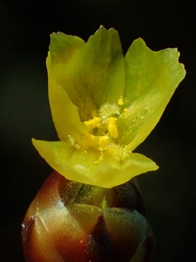 Xyris formosana, photographed by 葉子