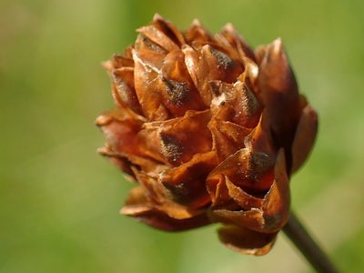 Xyris formosana, photographed by 葉子