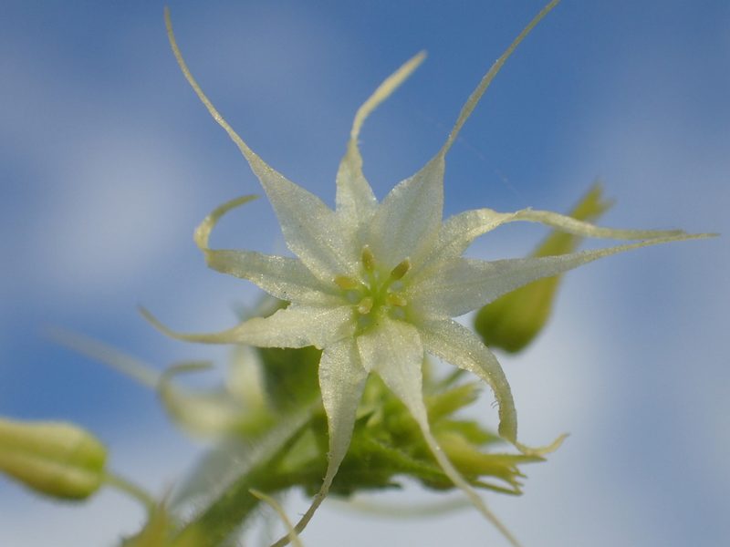 Actinostemma tenerum, photographed by 葉子