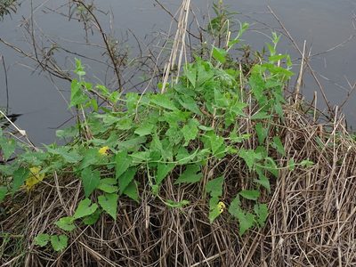 Actinostemma tenerum, photographed by 葉子
