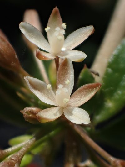 Glinus oppositifolius, photographed by 葉子