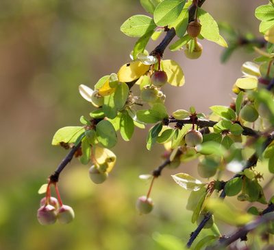 Colubrina viridis, photographed by Bill Levine