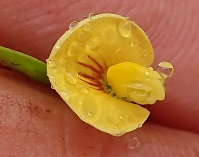 Zornia capensis, photographed by Peter Warren