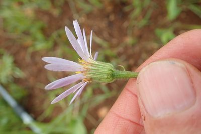 Afroaster hispidus, photographed by Peter Warren