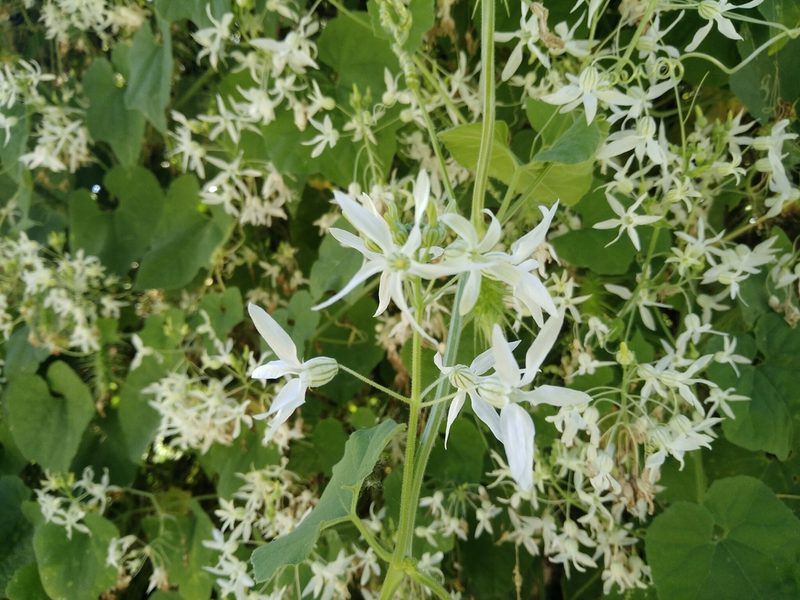 Echinopepon pubescens, photographed by Destino Trail