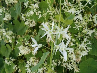Echinopepon pubescens, photographed by Destino Trail