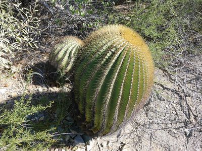 Ferocactus diguetii, photographed by John Hibbard