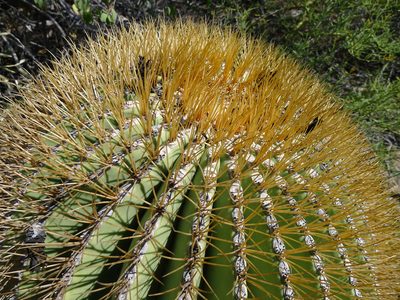 Ferocactus diguetii, photographed by John Hibbard