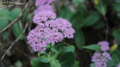 Hylotelephium spectabile, photographed by Kim, Hyun-tae