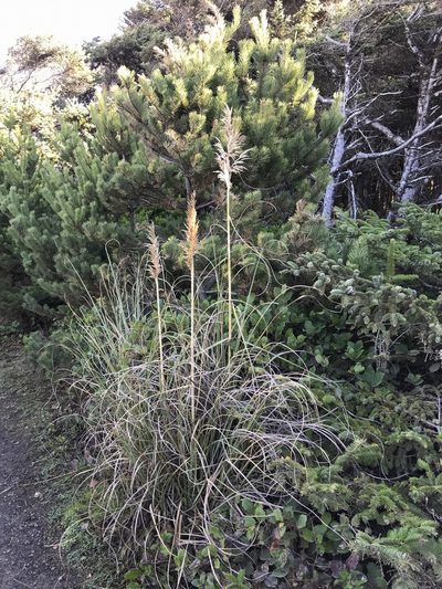 Calamagrostis nutkaensis, photographed by Aaron Liston