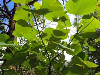 Homalanthus novoguineensis, photographed by Julien Renoult