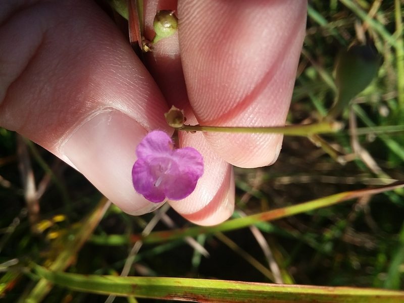 Agalinis obtusifolia, photographed by Will McFarland