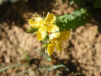 Hypericum aethiopicum, photographed by Antoinette Eyssell Knox
