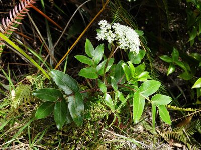 Scandia rosifolia, photographed by Jacqui Geux