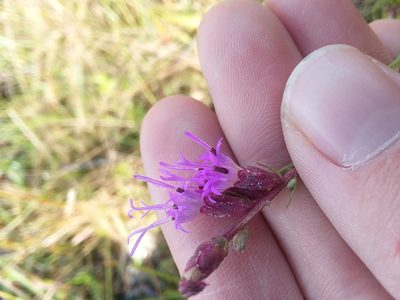 Liatris elegantula, photographed by Will McFarland